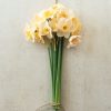 Prosecco - Narcissus Bulb