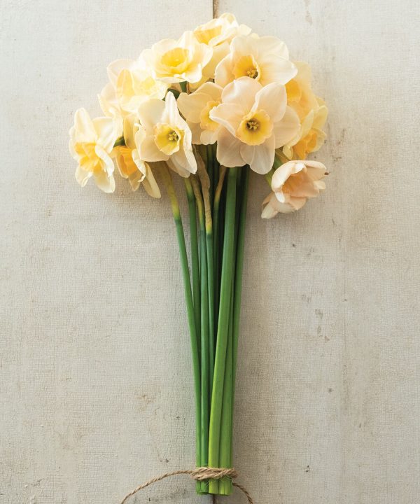 Prosecco - Narcissus Bulb