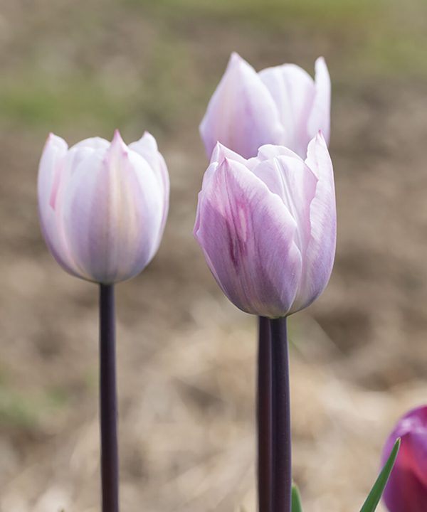 Silver Cloud - Tulip Bulb