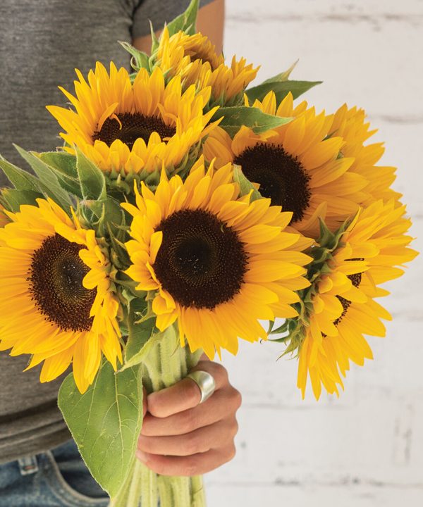 Winter Zohar - Organic (F1) Sunflower Seed