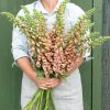 Polkadot Polly - Digitalis Seed
