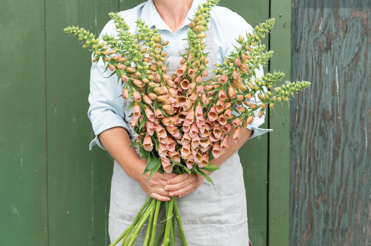 Polkadot Polly - Digitalis Seed