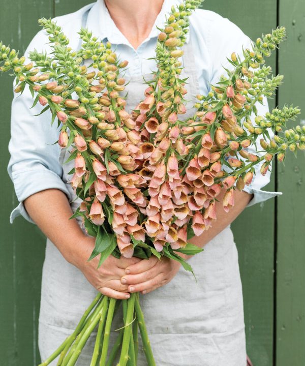Polkadot Polly - Digitalis Seed