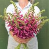 Camelot Rose - (F1) Digitalis Seed