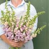 Camelot Lavender - (F1) Digitalis Seed