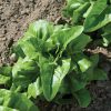 Deer Tongue - Organic Lettuce Seed