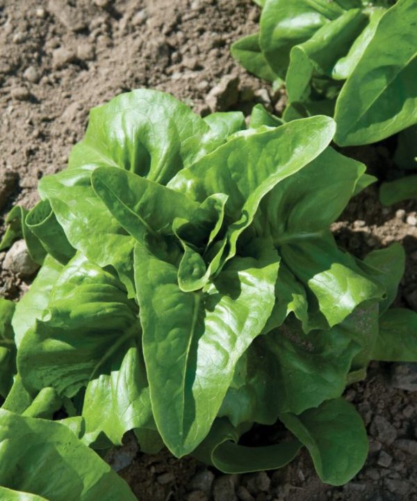Deer Tongue - Organic Lettuce Seed