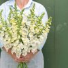 Camelot White - (F1) Digitalis Seed
