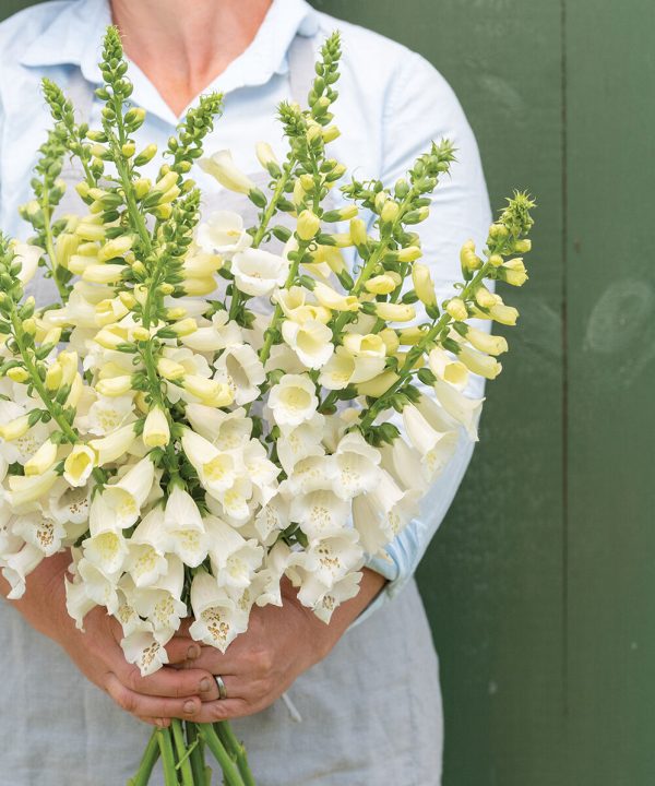 Camelot White - (F1) Digitalis Seed