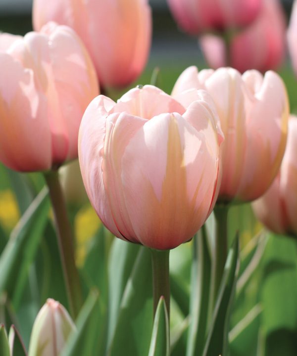 Sweet Impression - Tulip Bulb