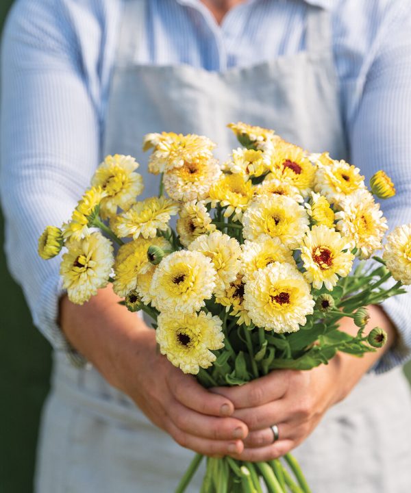 Ivory Princess - Calendula Seed