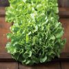 Bauer - Organic Lettuce Seed