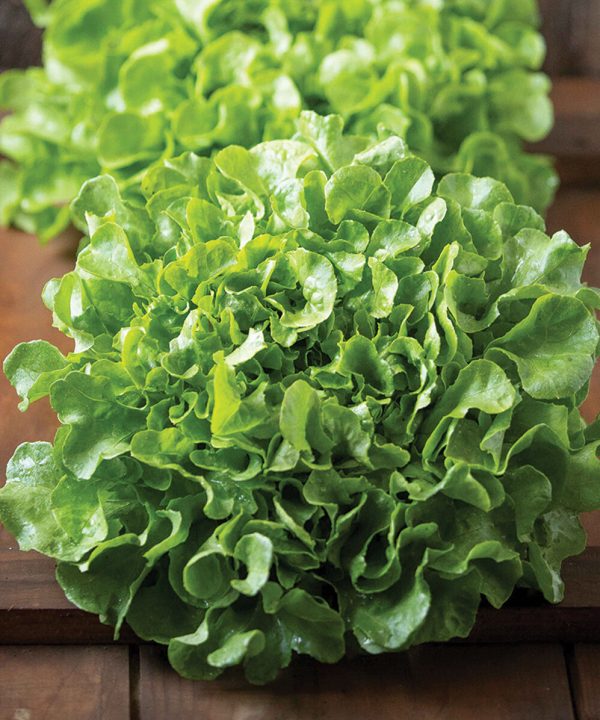 Bauer - Organic Lettuce Seed