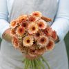 Orange Flash - Calendula Seed