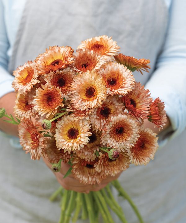 Orange Flash - Calendula Seed