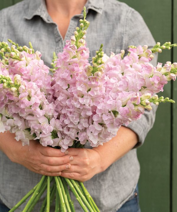 Legend Light Pink - (F1) Snapdragon Seed