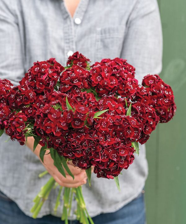 Sweet? Black Cherry - (F1) Dianthus Seed