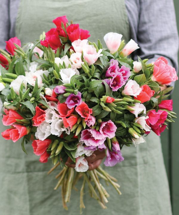 Grace Mix - Clarkia Seed