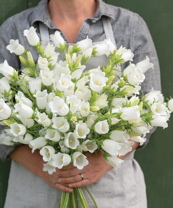 Champion White II - (F1) Campanula Seed