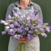 Champion Lavender - (F1) Campanula Seed