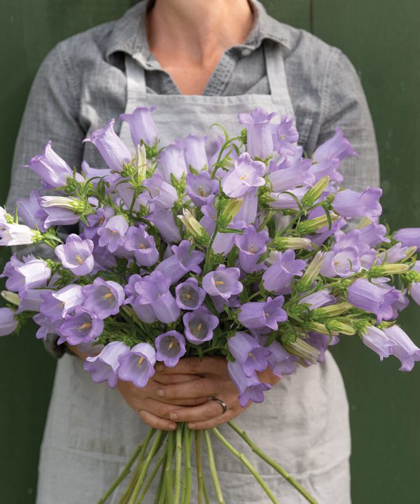 Champion Lavender - (F1) Campanula Seed