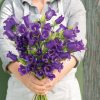 Champion Blue - (F1) Campanula Seed