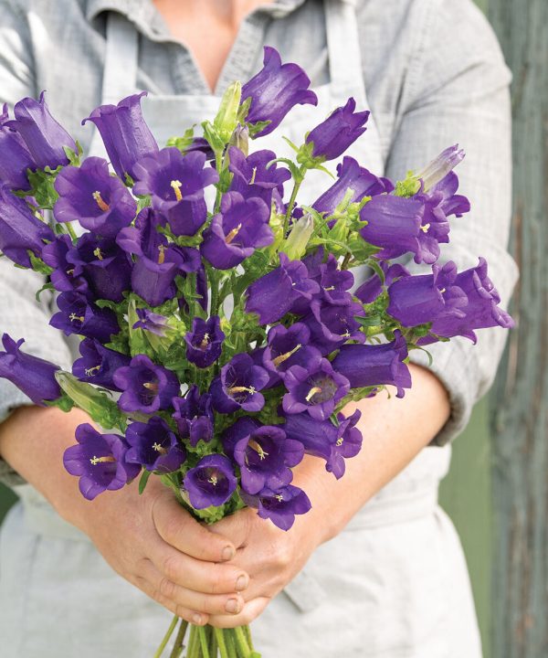 Champion Blue - (F1) Campanula Seed