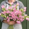 Champion Pink II - (F1) Campanula Seed