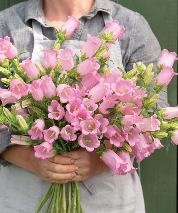 Champion Pink II - (F1) Campanula Seed