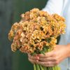 Crystal Beauty - Celosia Seed
