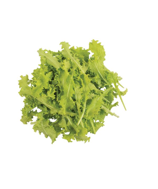Sempre Bianca - Endive Seed