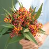 Apollo Orange - Asclepias Seed