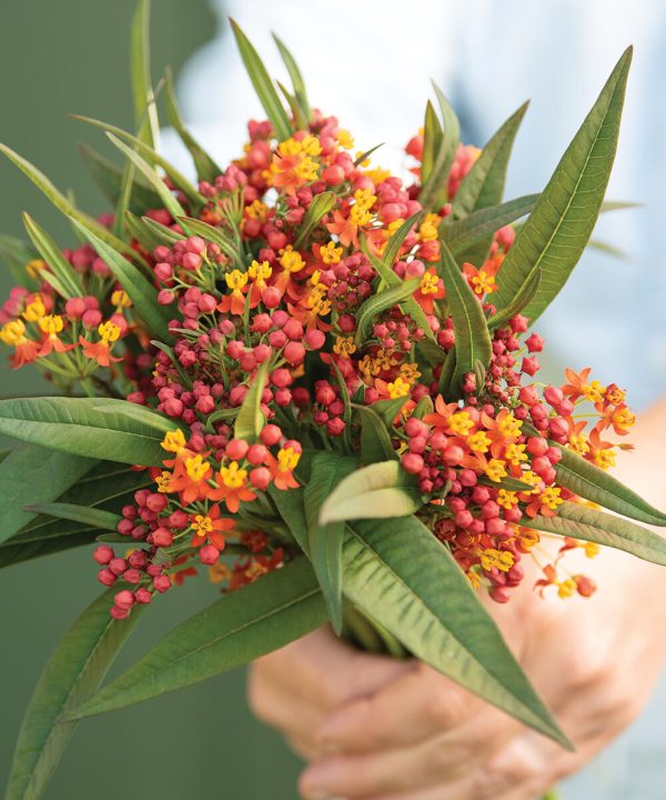 Apollo Orange - Asclepias Seed