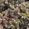 New Red Fire - Organic Lettuce Seed