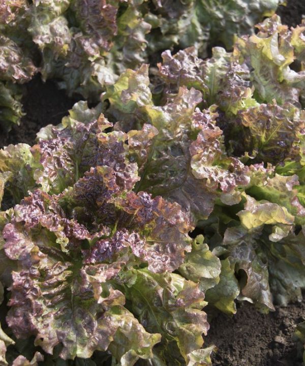 New Red Fire - Organic Lettuce Seed