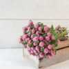 Raspberry Cream - Gomphrena Seed