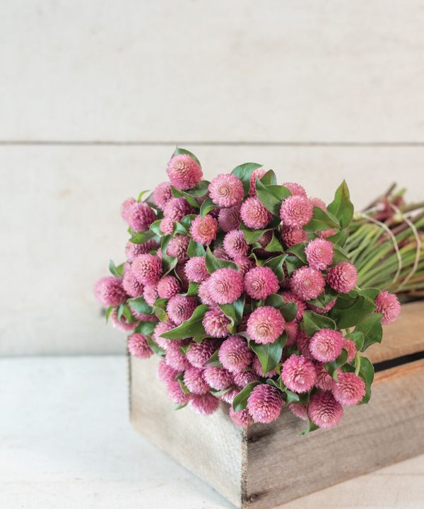 Raspberry Cream - Gomphrena Seed