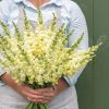 Orleans Early Lemon Yellow - (F1) Snapdragon Seed