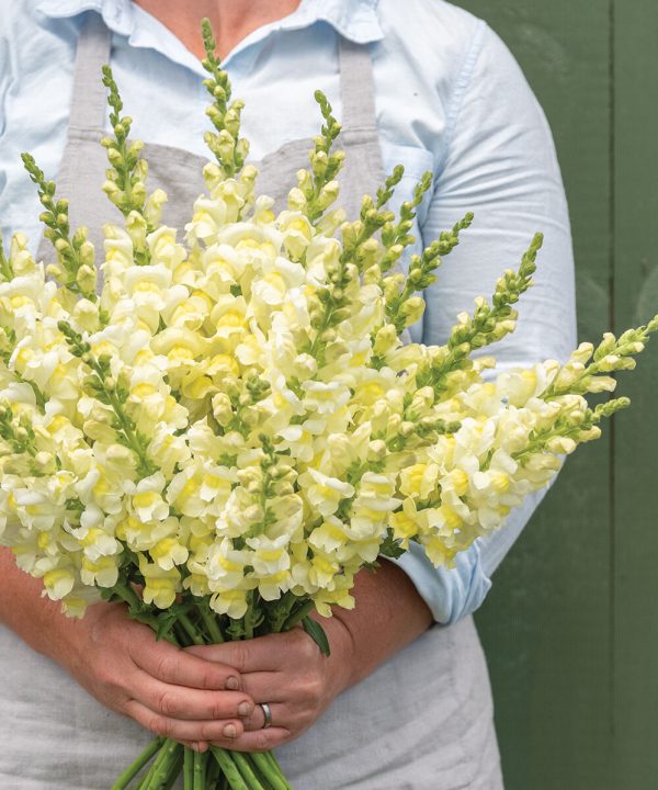Orleans Early Lemon Yellow - (F1) Snapdragon Seed