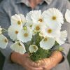 Cupcakes White - Cosmos Seed