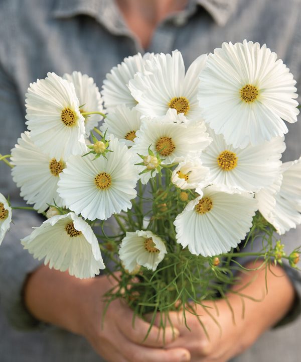 Cupcakes White - Cosmos Seed