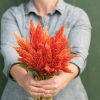 Sunday? Orange - Celosia Seed