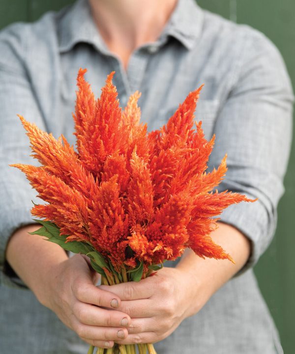 Sunday? Orange - Celosia Seed