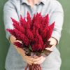 Sunday? Wine Red - Celosia Seed