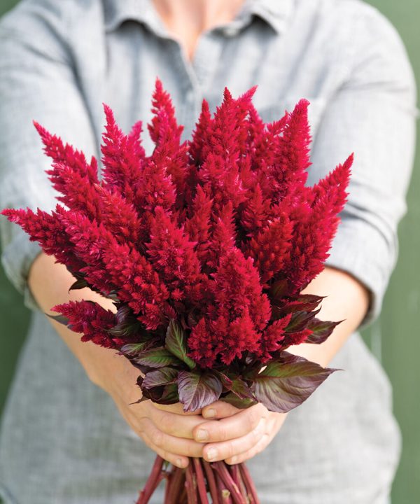 Sunday? Wine Red - Celosia Seed