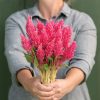 Sunday? Bright Pink - Celosia Seed