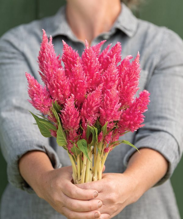 Sunday? Bright Pink - Celosia Seed