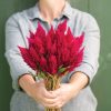 Sunday? Cherry - Celosia Seed