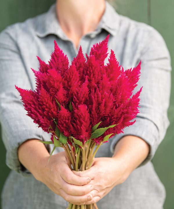 Sunday? Cherry - Celosia Seed