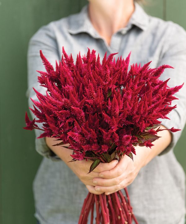 Celway? Red - Celosia Seed